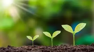Juviano foundation On Environment impact