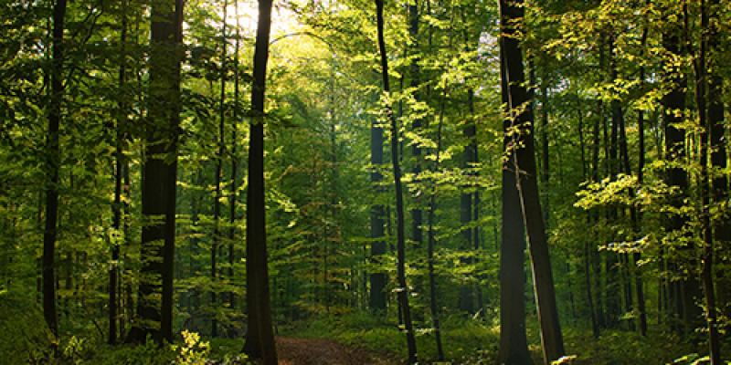 forest